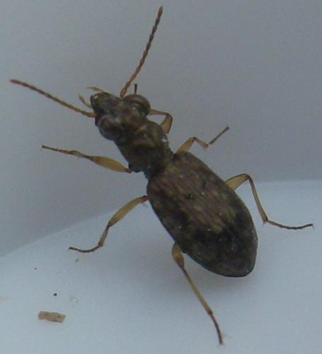 Réf. 181 412 : Asaphidion curtum